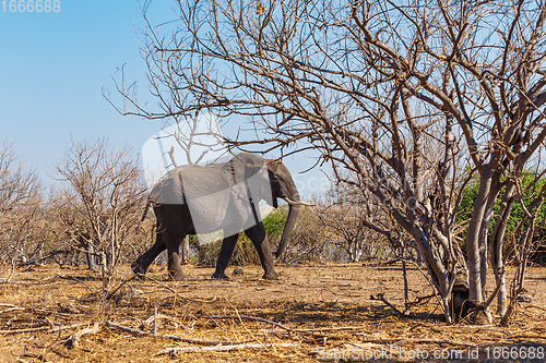 Image of African Elephant in Chobe National Park