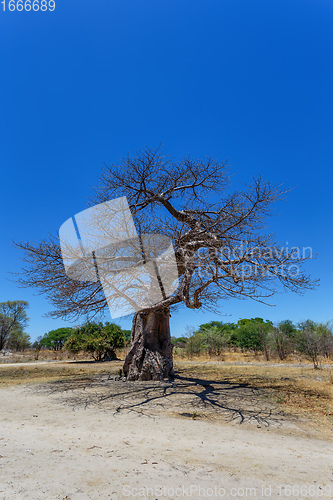 Image of majestic baobab tree Botswana