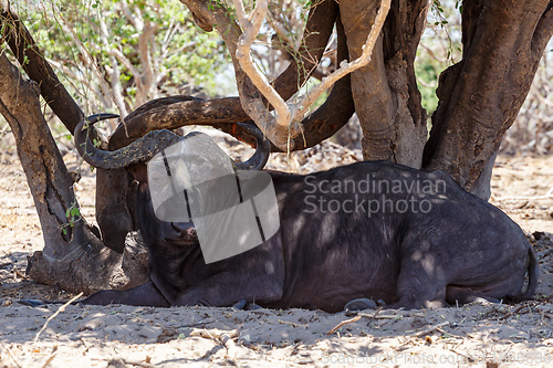 Image of Cape Buffalo at Chobe, Botswana safari wildlife