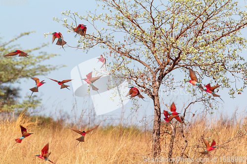 Image of large nesting colony of Northern Carmine Bee-eater