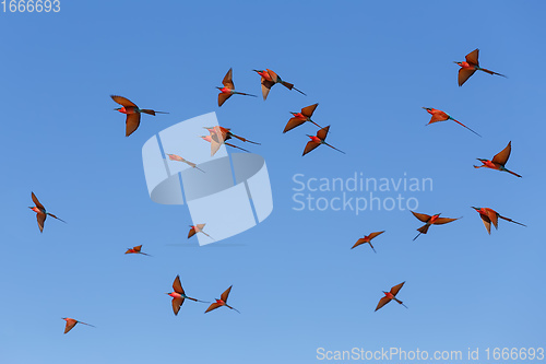 Image of large nesting colony of Northern Carmine Bee-eater