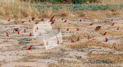 Image of large nesting colony of Northern Carmine Bee-eater