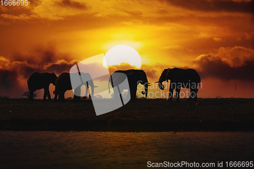 Image of Evening silhouette over sunset of African Elephant, Botswana. Af