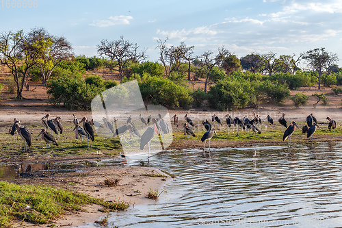 Image of flock of Marabou storks birds in Chobe, Botswana