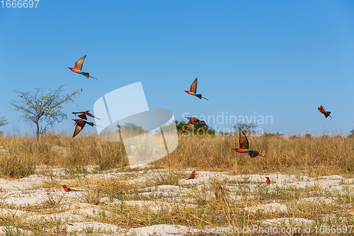 Image of large nesting colony of Northern Carmine Bee-eater