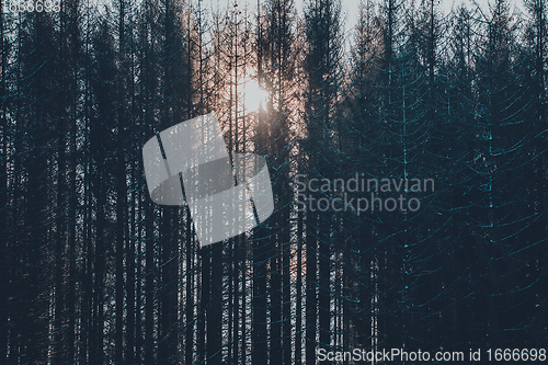 Image of Dark pine trees in moody spruce forest with sun
