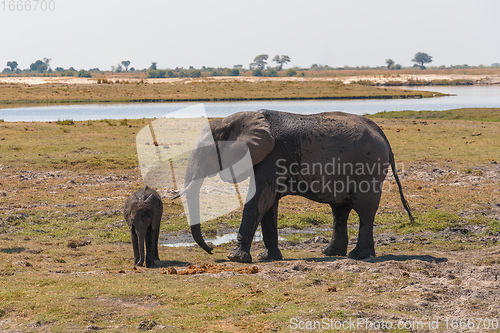 Image of African Elephant in Chobe National Park