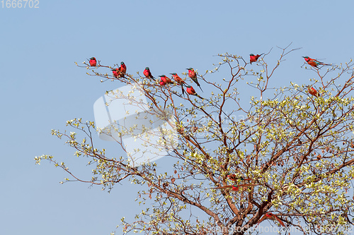 Image of large nesting colony of Northern Carmine Bee-eater
