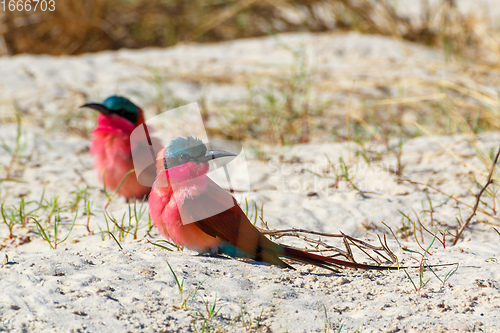 Image of large nesting colony of Northern Carmine Bee-eater