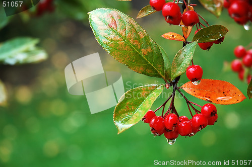 Image of Wet Leaves and Berries
