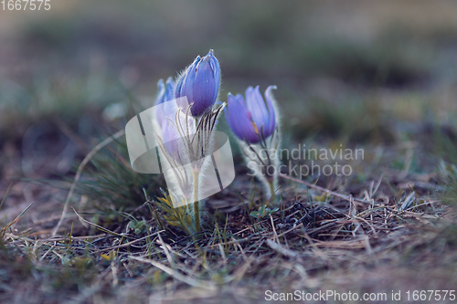 Image of blooming and faded blossom of purple pasque-flower