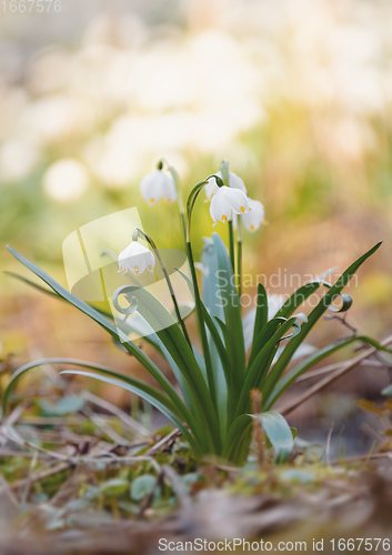 Image of white spring flowers snowflake Leucojum