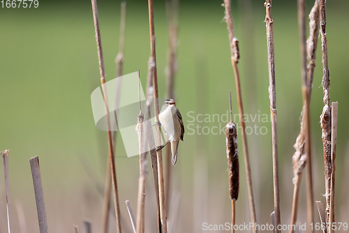 Image of small song bird Sedge warbler, Europe wildlife