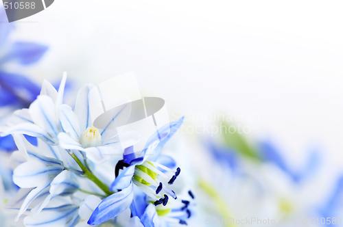 Image of Spring flowers background