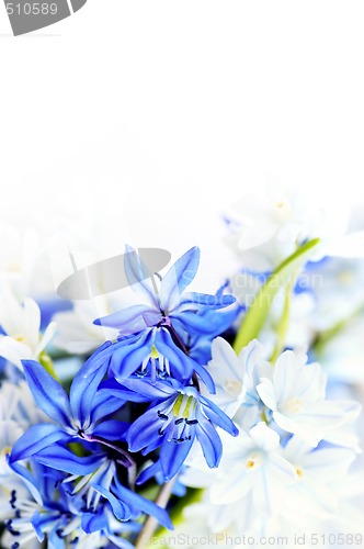 Image of Spring flowers background