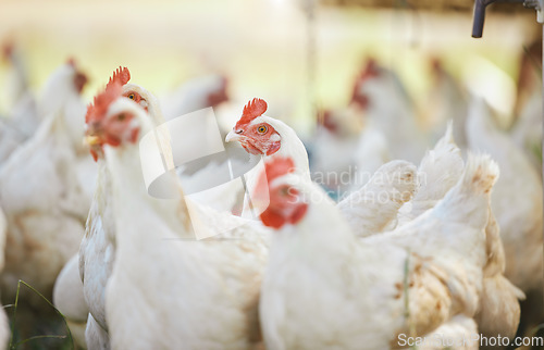 Image of Sustainable, chicken and poultry livestock on farm for agro, agricultural and organic business. Farming, sustainability and animal on outdoor eco friendly countryside field or environment for protein