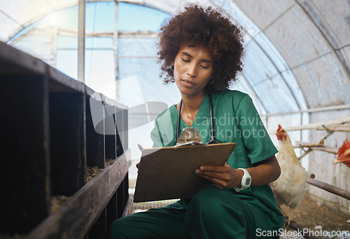 Image of Veterinary, farm and black woman writing on clipboard for chicken health checklist, wellness and inspection. Poultry farming, healthcare and nurse write notes for medical report, analysis and results