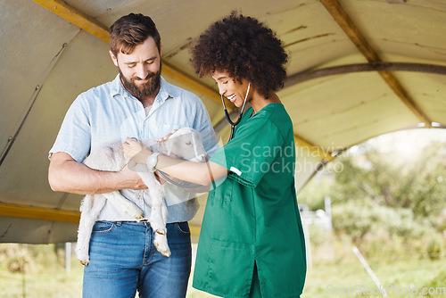 Image of Farm, healthcare or lamb with a black woman vet outdoor for a checkup on an animal in the farming industry. Doctor, sustainability or agriculture with a female veterinarian working in the countryside