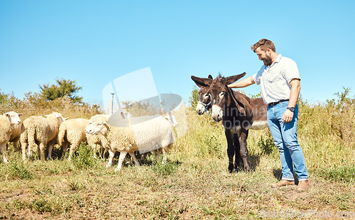 Image of Farming, care and man with cattle on a field for agriculture, sustainability and entrepreneurship. Farm, sheep and farmer with horses on the countryside for clean energy and sustainable living