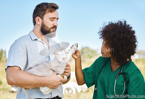 Image of Farm, vet and woman checking a sheep in a livestock field in the sustainable countryside. Agriculture, sustainability and female veterinary doctor doing a consultation or checkup on a animal lamb.