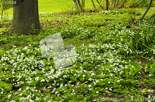 Image of Spring flowers near creek