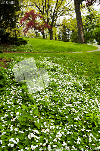 Image of Spring flowers near creek