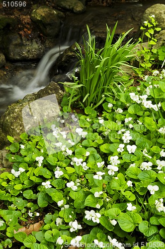 Image of Spring flowers near creek