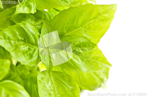 Image of Green basil close up