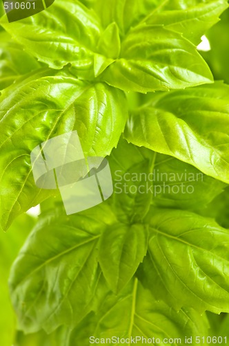 Image of Green basil close up