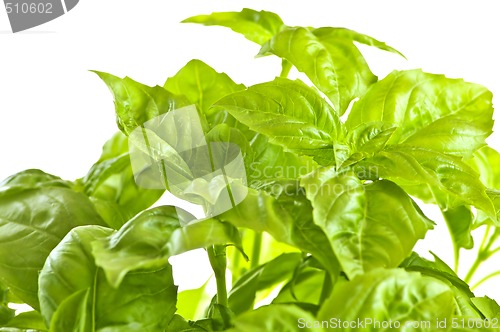 Image of Green basil close up