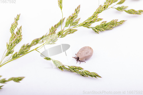 Image of Tick Danger insect