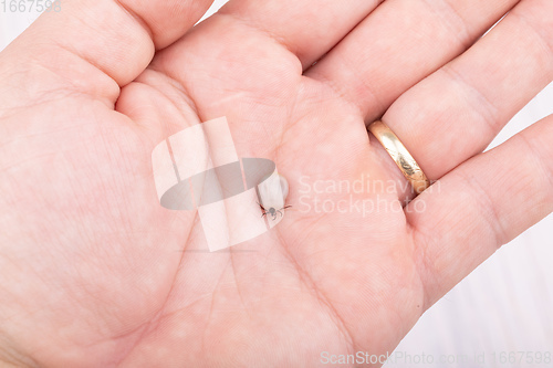 Image of Tick on human hand