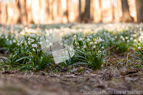 Image of white spring flowers snowflake Leucojum