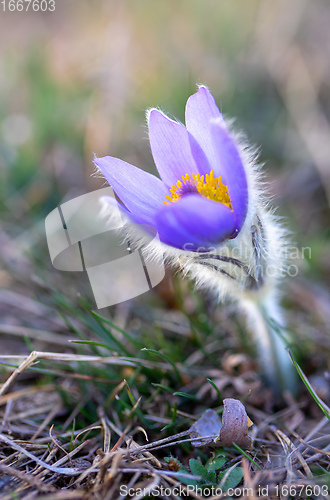 Image of blooming and faded blossom of purple pasque-flower