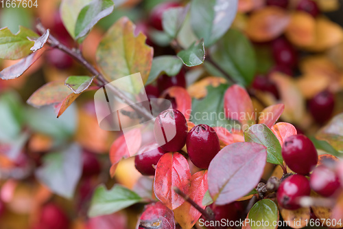 Image of autumn background with red gaultheria