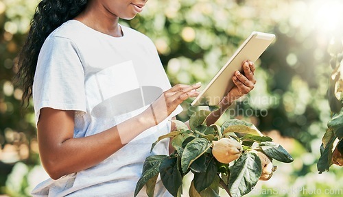 Image of Black woman, hands and tablet of farmer in agriculture research, eco friendly or sustainability at farm. Hand of African American female with touchscreen for monitoring growth or sustainable farming