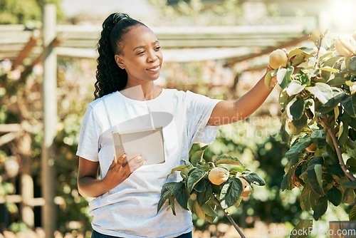 Image of Black woman, farmer and tablet for agriculture growth, eco friendly or sustainability at farm. African American female holding touchscreen and organic fruit for sustainable farming in the countryside