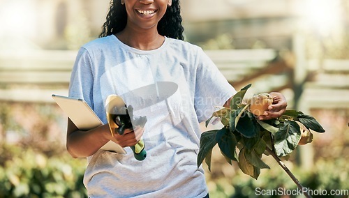 Image of Woman, hands or gardening fruit, quince or tablet equipment for plant growth management or sustainability agriculture. Smile, happy or farmer and technology, food or environment tools for harvesting