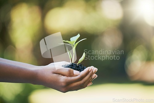 Image of Plants growth, hands and sustainability, eco friendly or earth day gardening in nature, agriculture or agro farming hope. Green leaves, environment and sustainable person palm for natural development