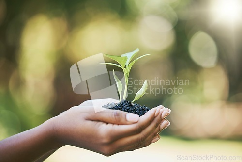 Image of Plant, growth and hands for earth day, sustainability and gardening in nature, agriculture and farming with hope. Green, eco friendly and sustainable person hand holding small tree for development