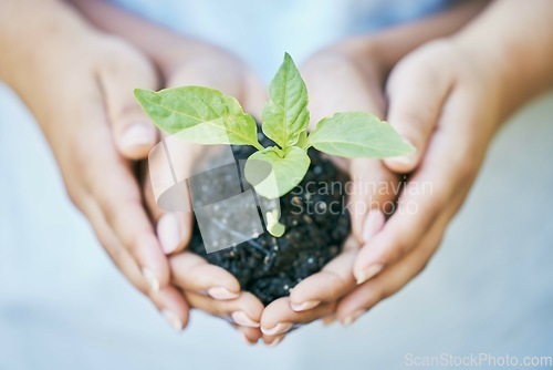 Image of Women, hands or seedling in soil agriculture, sustainability care or future growth trust in climate change support. Zoom, farmers or protection of green leaf saplings in environment, nature or garden