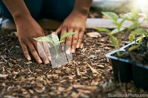 Image of Black woman, hands or planting sapling in soil agriculture, sustainability care or future growth planning in climate change support. Zoom, farmer or green leaf plants in environment, nature or garden