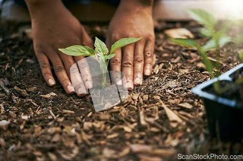 Image of Farmer, hands or planting sapling in soil agriculture, sustainability help or future growth planning in climate change hope. Zoom, black woman or green leaf seedling in environment or nature garden