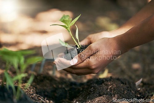 Image of Black woman, hands or planting in soil agriculture, sustainability care or future growth planning in climate change support. Zoom, farmer or green leaf plants in environment, nature or sapling garden