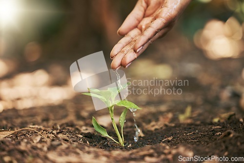 Image of Farmer, hands or watering sapling in soil agriculture, sustainability help or future growth planning in climate change hope. Zoom, woman or wet leaf seedling in planting environment or nature garden