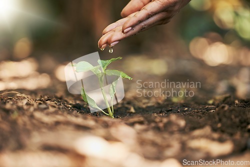 Image of Woman, hands or watering sapling in soil agriculture, sustainability help or future growth planning in climate change hope. Zoom, farmer or wet leaf seedling in planting environment or nature garden