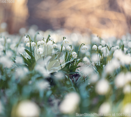 Image of white spring flowers snowflake Leucojum