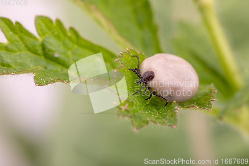 Image of Tick Danger insect