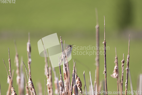 Image of small song bird Sedge warbler, Europe wildlife