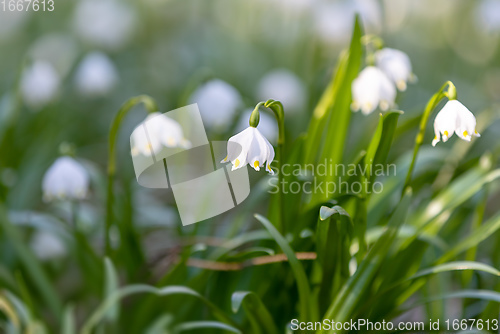 Image of white spring flowers snowflake Leucojum